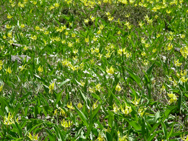 Erythronium grandiflorum (Yellow avalanche-lily) #53209