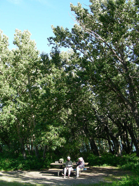 Populus balsamifera ssp. trichocarpa (Black cottonwood) #53213