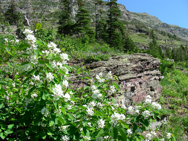 Amelanchier alnifolia (Saskatoon serviceberry) #53219