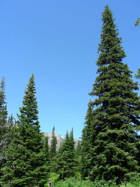 Picea glauca (White spruce) #53228