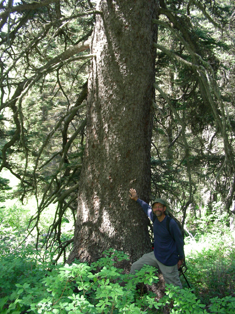 Picea engelmannii (Engelmann's spruce) #53229