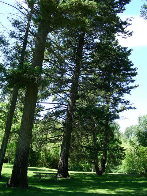Pseudotsuga menziesii (Douglas fir) #53233