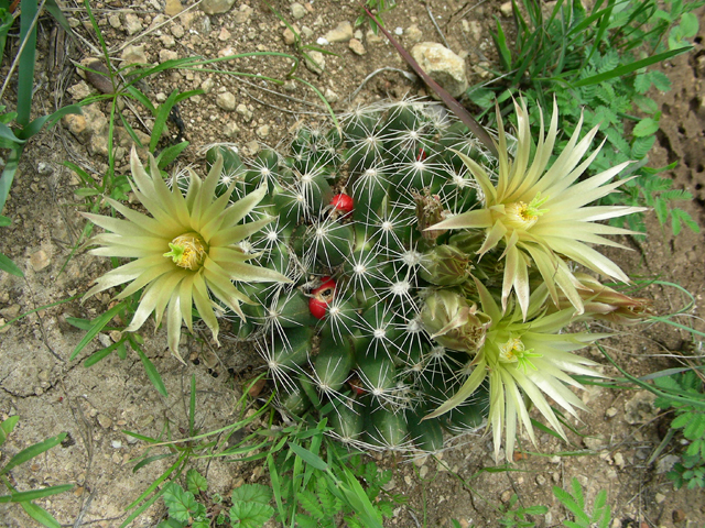 Escobaria missouriensis (Missouri foxtail cactus) #87193