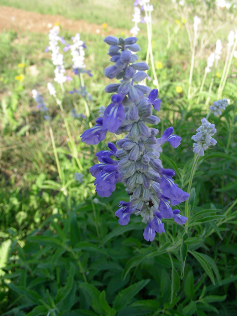 Salvia farinacea (Mealy blue sage) #87206