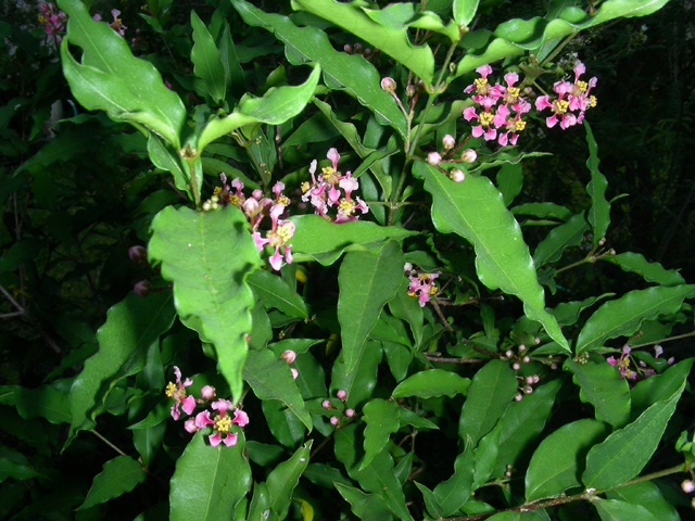 Malpighia glabra (Barbados cherry) #87232