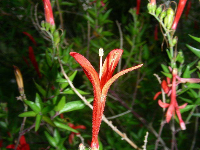 Anisacanthus quadrifidus var. wrightii (Flame acanthus) #87233