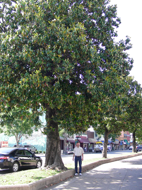 Magnolia grandiflora (Southern magnolia) #87236