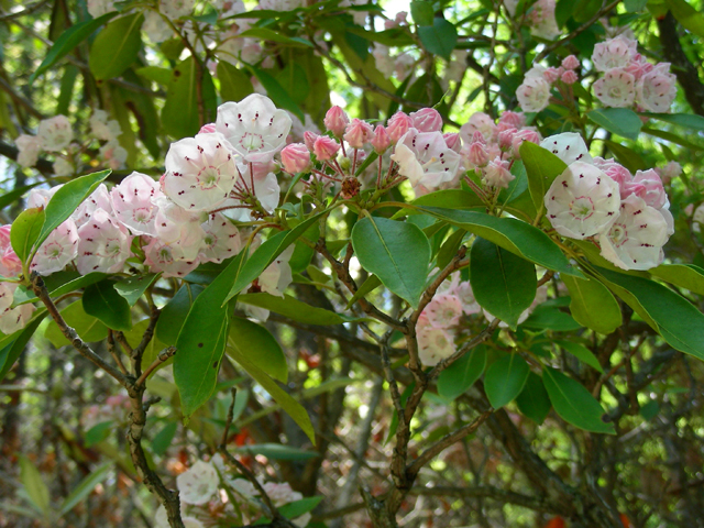 Kalmia latifolia (Mountain laurel) #87238
