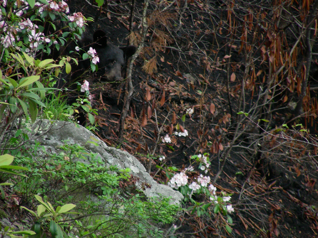 Kalmia latifolia (Mountain laurel) #87245