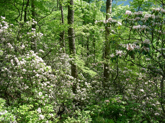 Kalmia latifolia (Mountain laurel) #87248