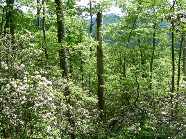 Kalmia latifolia (Mountain laurel) #87249