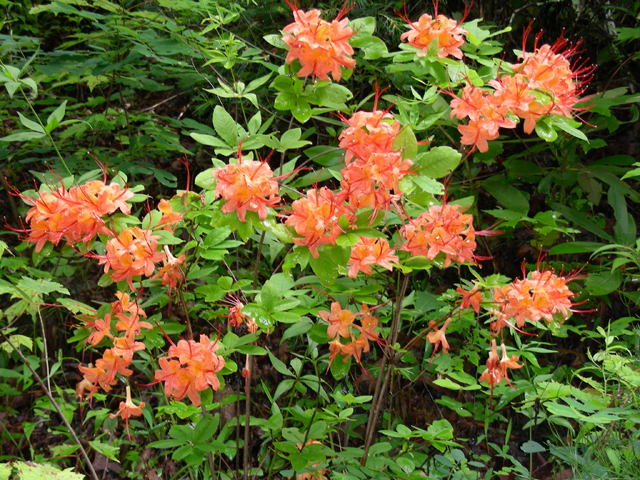 Rhododendron calendulaceum (Flame azalea) #87270