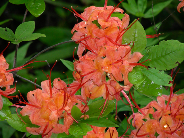 Rhododendron calendulaceum (Flame azalea) #87271