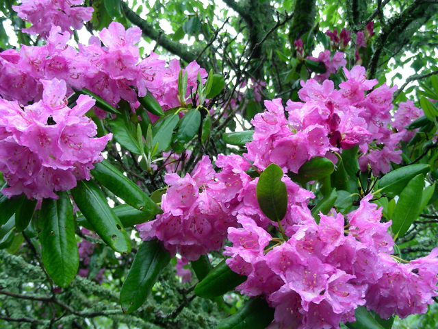 Rhododendron catawbiense (Catawba rosebay) #87277
