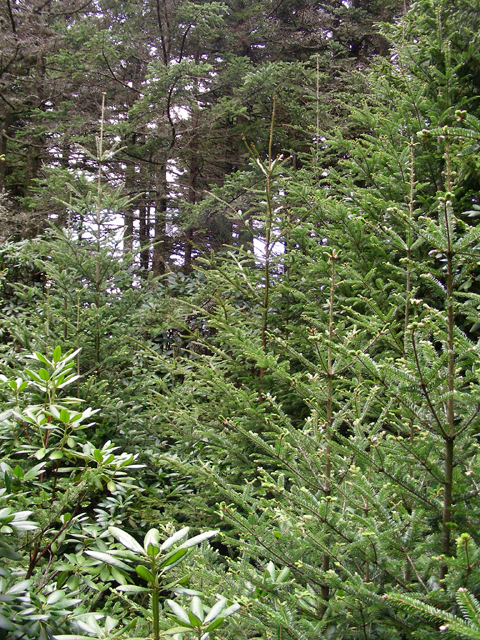 Abies fraseri (Fraser fir) #87290