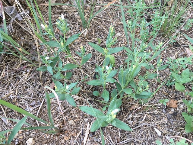 Spigelia hedyotidea (Prairie pinkroot) #87309