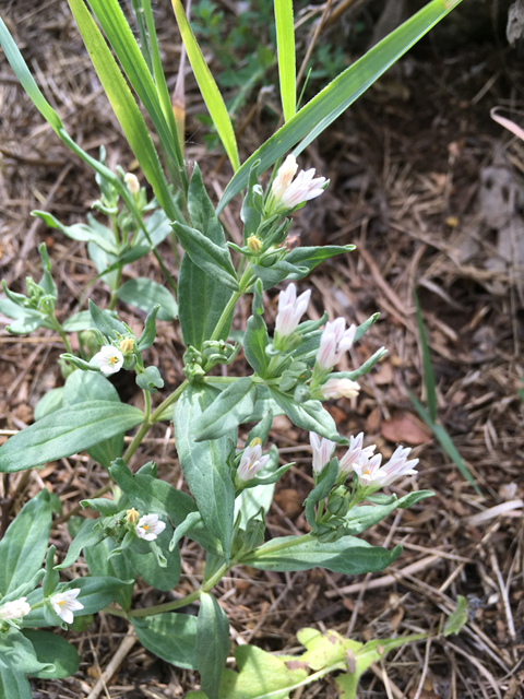 Spigelia hedyotidea (Prairie pinkroot) #87312