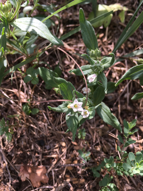 Spigelia hedyotidea (Prairie pinkroot) #87313