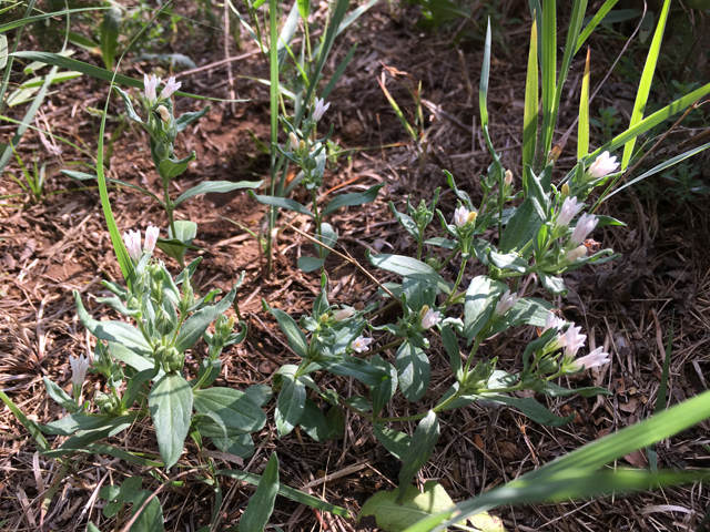 Spigelia hedyotidea (Prairie pinkroot) #87314