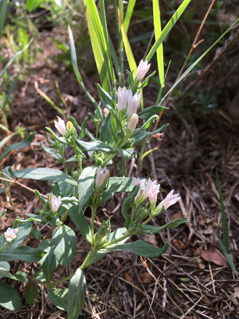 Spigelia hedyotidea (Prairie pinkroot) #87315