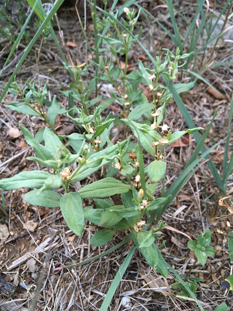 Spigelia hedyotidea (Prairie pinkroot) #87319