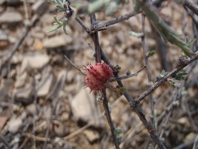 Krameria erecta (Littleleaf ratany) #58318
