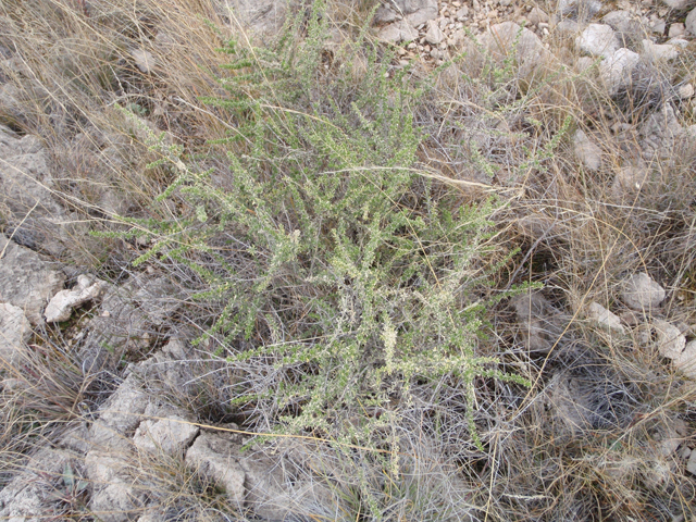Baccharis pteronioides (Chillweed) #60600