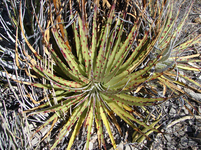 Hechtia texensis (Texas false agave) #60602