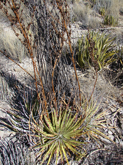 Hechtia texensis (Texas false agave) #60603