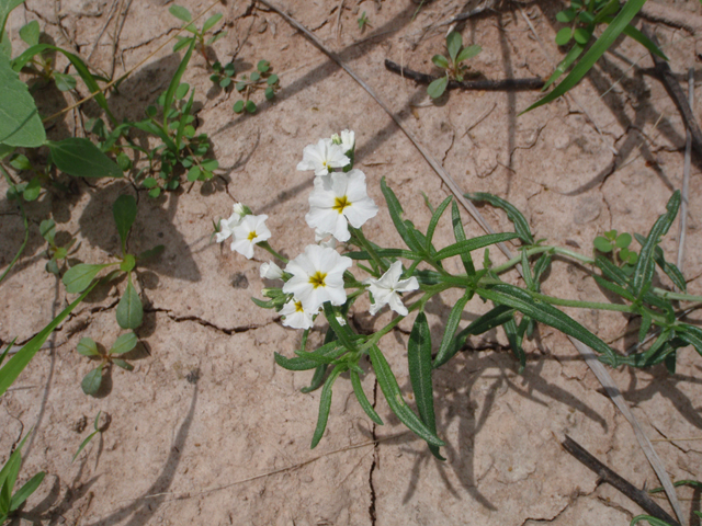 Heliotropium greggii (Fragrant heliotrope) #60608