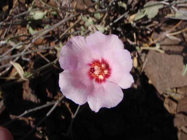 Hibiscus denudatus (Paleface) #60610