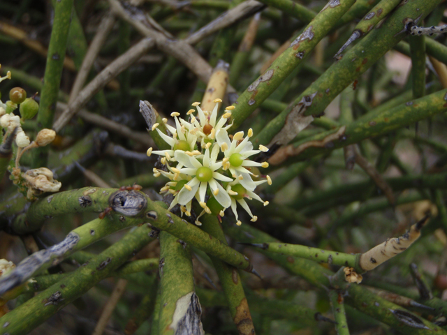 Koeberlinia spinosa (Crown of thorns) #60613