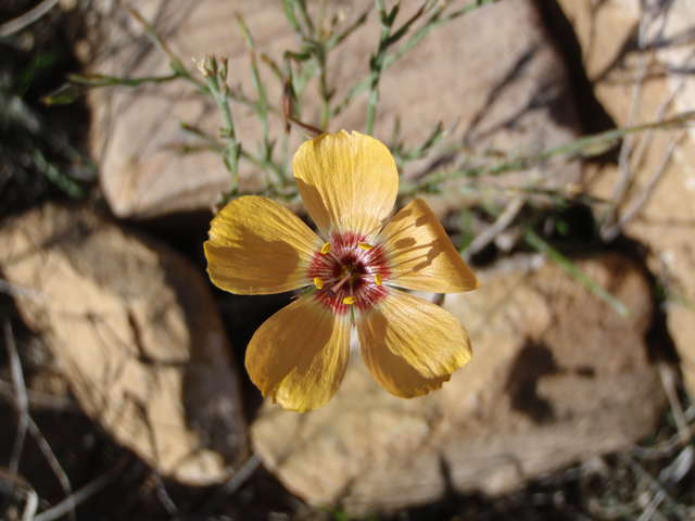 Linum puberulum (Plains flax) #60624