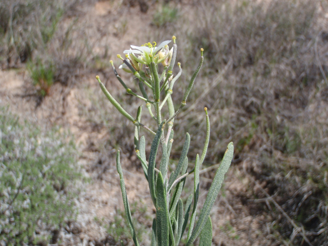 Nerisyrenia linearifolia (White sands fanmustard) #60635
