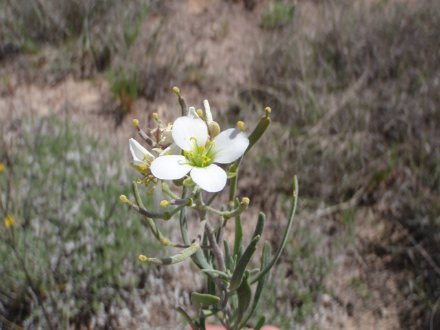 Nerisyrenia linearifolia (White sands fanmustard) #60636