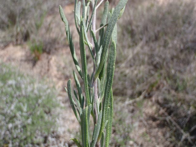 Nerisyrenia linearifolia (White sands fanmustard) #60637