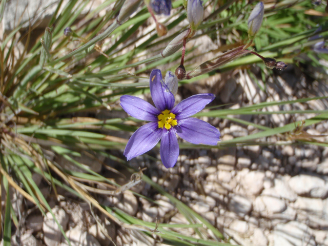 Sisyrinchium biforme (Wiry blue-eyed grass) #60650