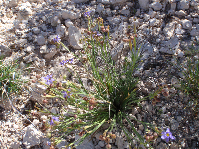 Sisyrinchium biforme (Wiry blue-eyed grass) #60652