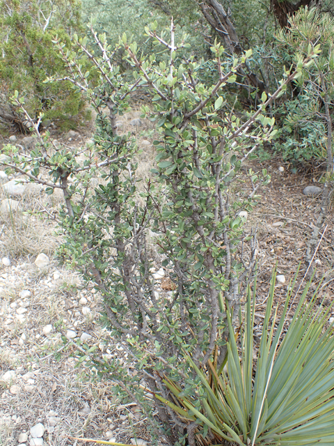Ceanothus greggii (Desert ceanothus) #87394