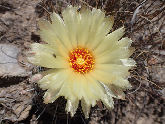 Coryphantha echinus (Rhinoceros cactus) #87399