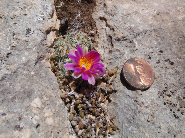 Escobaria hesteri (Hester's foxtail cactus) #87400