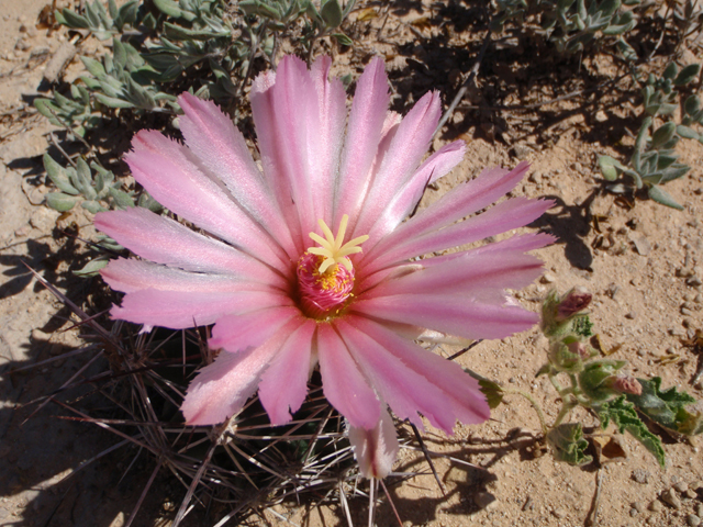 Coryphantha macromeris (Nipple beehive cactus) #87401