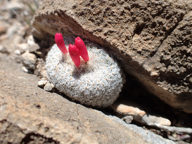 Epithelantha micromeris (Pingpong ball cactus) #87403