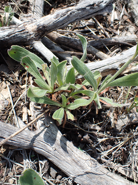 Eriogonum hieraciifolium (Hawkweed buckwheat) #87406