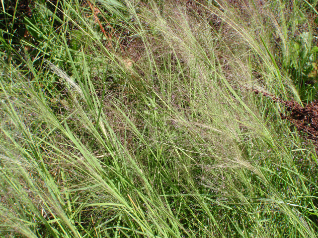 Muhlenbergia asperifolia (Scratchgrass) #87412