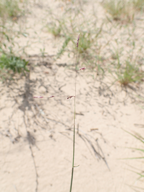 Triplasis purpurea (Purple sandgrass) #88039