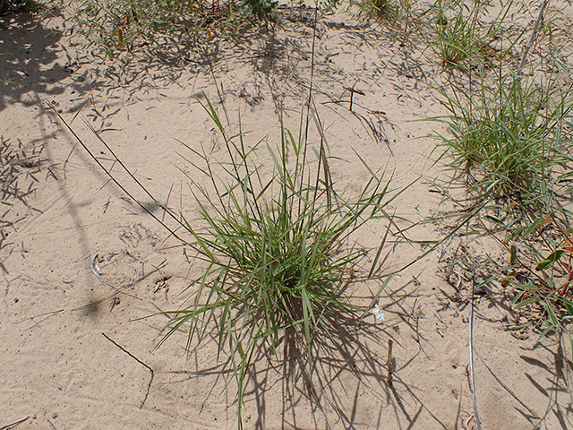 Triplasis purpurea (Purple sandgrass) #88041