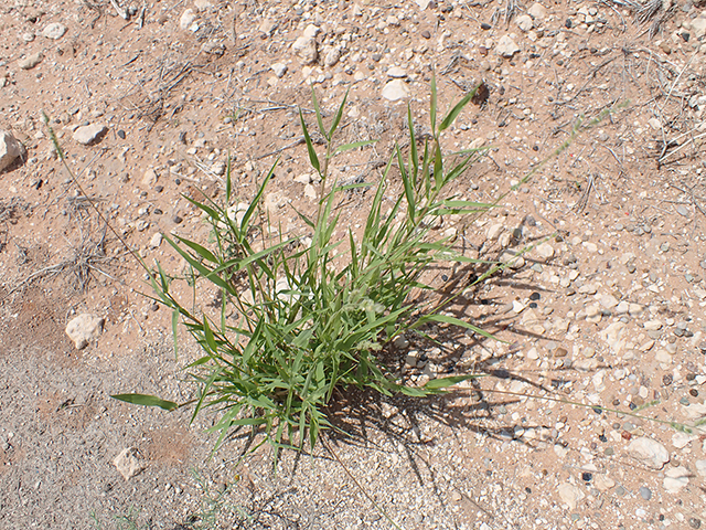 Urochloa ciliatissima (Fringed signalgrass) #88043