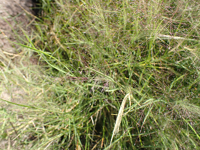 Muhlenbergia asperifolia (Scratchgrass) #89886