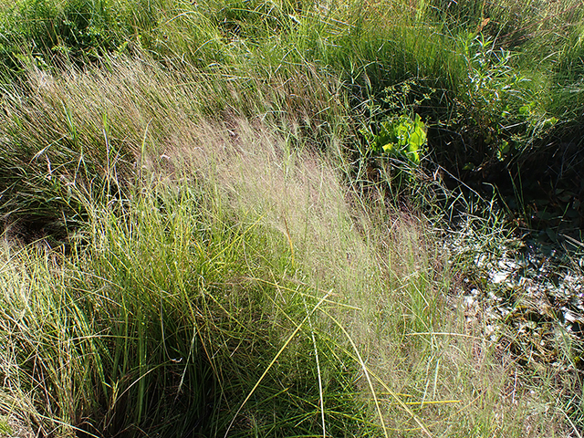 Muhlenbergia asperifolia (Scratchgrass) #89887